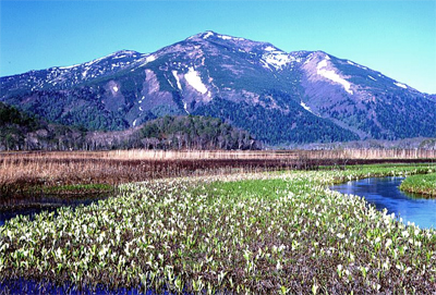 ミズバショウの咲く尾瀬ヶ原と至仏山