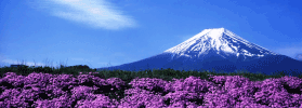 頑張っています、”富士山・富士五湖観光圏”　[コラムvol.77]