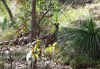 図2 トレイルで出会ったカンガルー(中央)