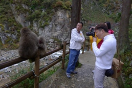 Vol.10　地域のつながりを生み出す 世界が知る”Snow Monkey”（長野県山ノ内町湯田中渋温泉郷）