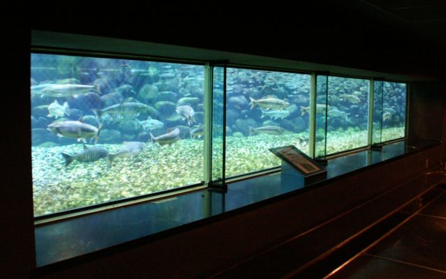 写真３　鮭のふ化がみられる水槽