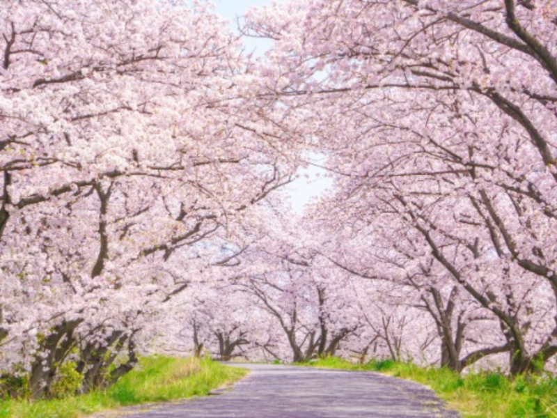 観光的に魅力的な桜とは　[コラムvol.491]